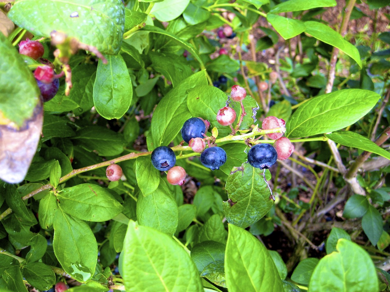 Gleaning Blueberries For The Homeless